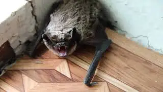 Летучая мышь в доме
