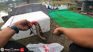 Casting Haruan Kolam Jerung Besi (||EP059)