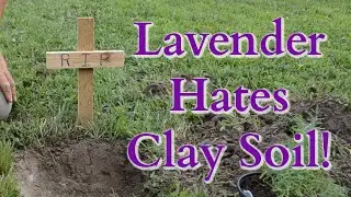 Tips for planting LAVENDER in clay soil
