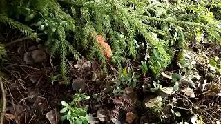Подосиновики