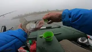 Река Дон! Судак на отводной!