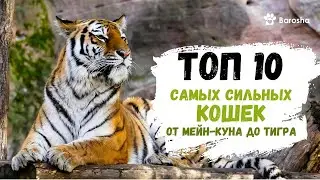 💪10 самых сильных  кошек 💪 От мейн куна до тигра 💪