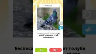 викторина да или нет