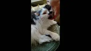 Как мурлычет обыкновенный кот ?