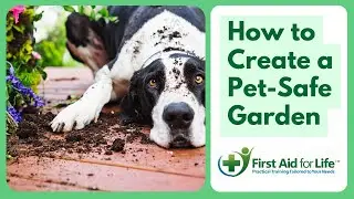 Creating a Pet Safe garden by First Aid for Life
