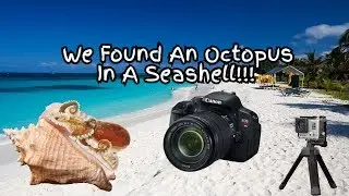 We Found An Octopus In A Seashell!!!