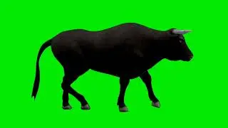 Bull Walking (चलता हुआ बैल) Green Screen Background Video