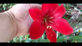 Mənim ev güllərim 💞🌹sizlərə gözəllik arzu edirəm