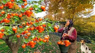 Grandma Made Healthy and Sweet Candies Without Sugar. Drying Persimmons for the Winter.