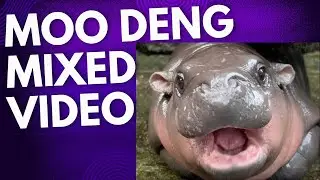 Moo Deng - Mixed Video Viral Hipoo #newsdigests #cute