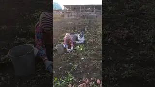 Копали картошку, а нашли КЛАД!😃