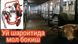 УЙ ШАРОИТИДА МОЛ БОКИШ. РОССИЯ.
