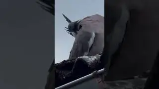 Pigeon our roof close to me. #Pigeon #animals #birds