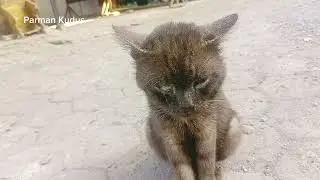 kucing lagi sakit