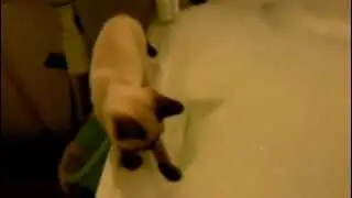 Котенок решил искупаться