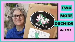 ORCHID UNBOXING, BROOKSIDE ORCHIDS, OCTOBER 2022