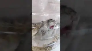 Хомяк лизун