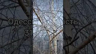 Одесская область. 31 января 2024 г.