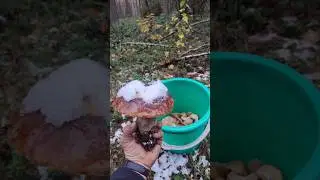 Осенний лес, снег, грибочки, свежий воздух, релакс 🌲🍂🍄👍