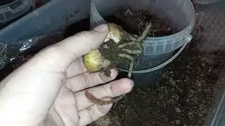 Обзор луковиц лилий и корневой лилейников и платикодона. Начинаю сажать)