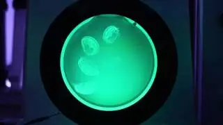 Jellyfish aquariums by Cubic Aquarium Systems