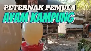Ternak Untuk Hobi atau Usaha? #ayamkampung