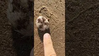 СУЩЕСТВА, КОТОРЫЕ МОЖНО ПОВСТРЕЧАТЬ ВО ВЬЕТНАМЕ 😳🇻🇳