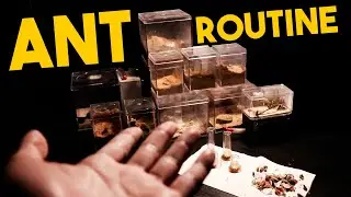 My DAILY Ant Care Routine