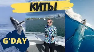 Плыву искать китов в открытом океане!