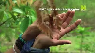 Доминик Монахэн и самые дикие существа  «Wild Things with Dominic Monaghan» [2012]
