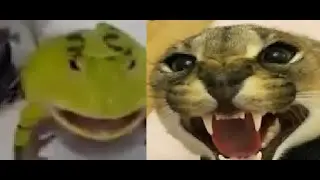 кот против жабы