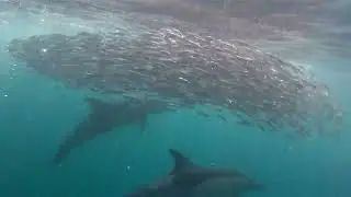 Sardine Run   diving the bait ball with dolphins, sharks and gannets