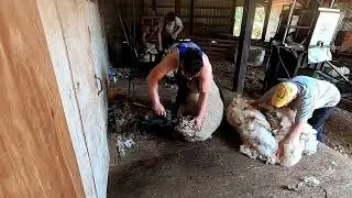 Shearing Run Two Oregon June 2024
