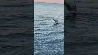 Птица ныряет за рыбой