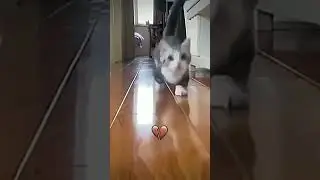 #funny #cat #immortalius