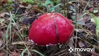 Обычные покатушки