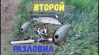 Рыбалка на спиннинг. Второй из трех разловил. Натуральный цвет воблера.