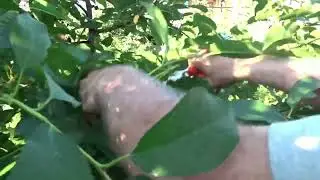 Nu lăsa lăstari care consumă seva degeaba. Tăieri cu foarfeca la un vișin
