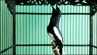 KACER FIGHTER EMOSI TINGGI || ISIAN KASAR TEMBAKAN TAJAM || PANCINGAN KACER TARUNG