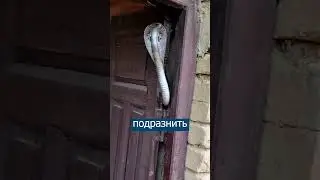 Кобра охраняет вход в дом