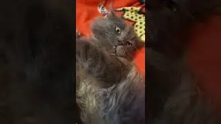 Котофей .