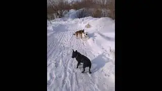 самый смелый пёс, не забудем
