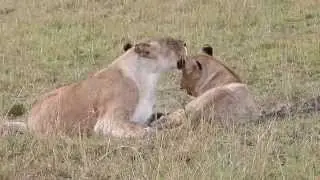 Young Notches sons of Rongai Pride - Lions of Masai Mara