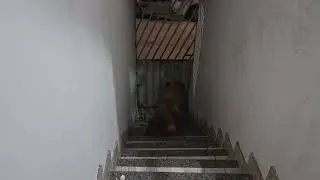 O alarme da casa é ele viu 🗣