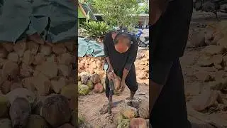 Dangerous Coconut Cutting Skills - Fruit Cutting Skills