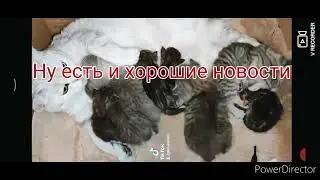 Ксюшу не спасли её больше нет. Котят спасли. Сегодня им 24 день.