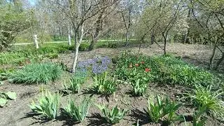 Наша клумба 🌸