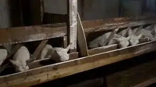 #зааненские_козы_акульшино