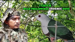 I CAUGHT ENDEMIC WILD DOVE ONLY IN THE PHILIPPINES