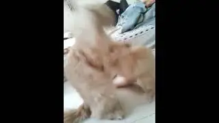 simba is fighting with her daddy